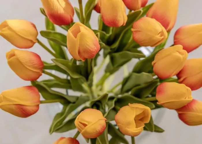 Ocean View 530 アパート